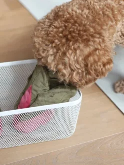 Jouet d'occupation pour chien - Blettes 🥬 - Pups & Bubs