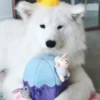 Jouet d'occupation pour chien original - Oeuf de Paques 🐣 - ZippyPaws