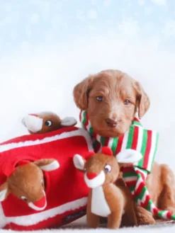 Jouet d'occupation pour chien original - Rennes de Noel - ZippyPaws