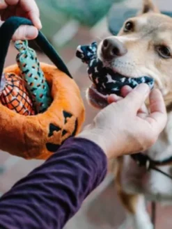 Jouet d'occupation pour chien - Citrouille d'Halloween 🎃🍬 - Pet PLAY