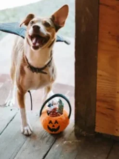 Jouet d'occupation pour chien - Citrouille d'Halloween 🎃🍬 - Pet PLAY