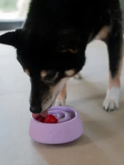 Jouet d'occupation pour chien - Yoomy Wobble 🫨 Lavender - inooko