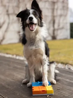 Jouet d’occupation pour chien – Kit Intermédiaire Rainbow (8 modules) - Pawzler