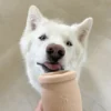Jouet d'occupation à remplir pour chien - Yoomy Pot Peach - inooko