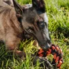 Jouet en corde pour chien - Novaball Ring - Pet PLAY