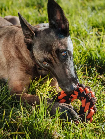 Jouet en corde pour chien - Novaball Ring - Pet PLAY
