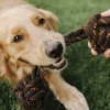 Jouet en corde pour chien - Scout & About Barbell L - Pet PLAY