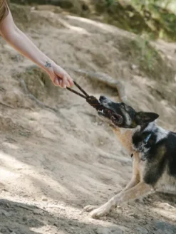 Jouet en corde pour chien - Scout & About Tug L - Pet PLAY