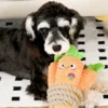 Jouet en peluche pour chien avec corde - Carotte 🥕 - HugSmart