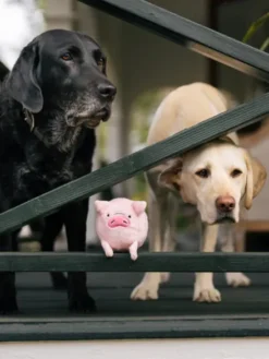 Jouet en peluche pour chien - Barnyard Buddies Cochon 🐷 - Pet PLAY