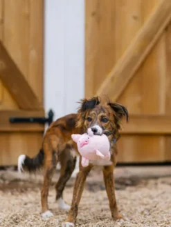 Jouet en peluche pour chien - Barnyard Buddies Cochon 🐷 - Pet PLAY