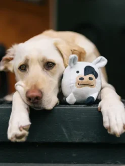 Jouet en peluche pour chien - Barnyard Buddies Vache 🐮 - Pet PLAY