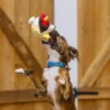 Jouet en peluche pour chien - Barnyard Buddies Poulet 🐓 - Pet PLAY