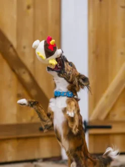 Jouet en peluche pour chien - Barnyard Buddies Poulet 🐓 - Pet PLAY