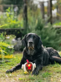 Jouet en peluche pour chien - Barnyard Buddies Poulet 🐓 - Pet PLAY
