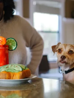 Jouet en peluche pour chien - Barking Brunch - Avocado Toast 🥑 - Pet PLAY