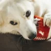 Jouet en peluche pour chien - Ballon de Football américain - Pet PLAY