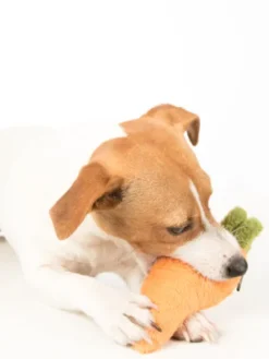 Jouet en peluche pour chien - Carotte 🥕- Pet PLAY