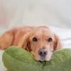 Jouet en peluche pour chien - Cornichon géant 🥒- Lambwolf Collective