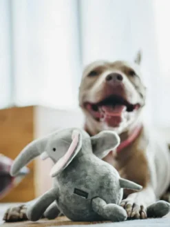 Jouet en peluche pour chien - Eléphant 🐘 - Pet PLAY