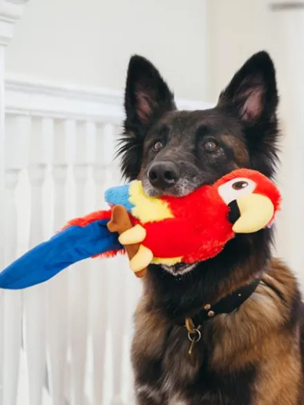 Jouet en peluche pour chien - Fetching Flock - Perroquet - Pet PLAY