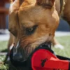 Jouet en peluche pour chien - Globetrotter - Casque audio - Pet PLAY