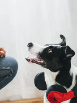 Jouet en peluche pour chien - Globetrotter - Casque audio - Pet PLAY