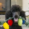 Jouet en peluche pour chien - Guirlande de Noël 🎄 - Pet PLAY