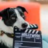Jouet en peluche pour chien - Hollywoof Cinema - Clap de Cinéma - Pet PLAY