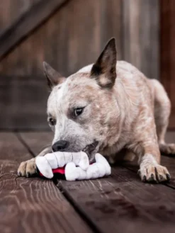 Jouet en peluche pour chien - Howling Haunts - Dents de Dracula 🧛 - Pet PLAY