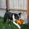 Jouet en peluche pour chien - Holiday Classic - Dinde de Noel - Pet PLAY