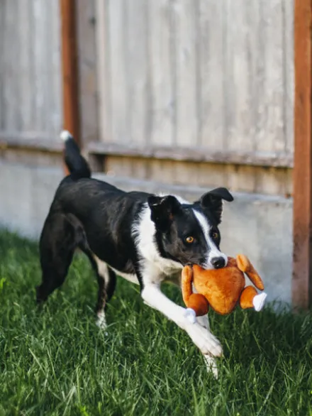 Jouet en peluche pour chien - Holiday Classic - Dinde de Noel - Pet PLAY