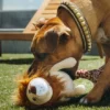 Jouet en peluche pour chien - Lion 🦁 - Pet PLAY