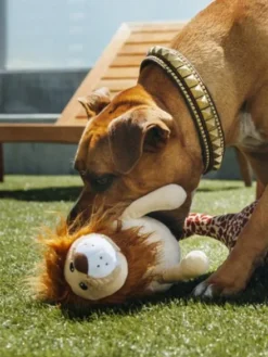 Jouet en peluche pour chien - Lion 🦁 - Pet PLAY