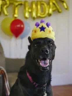 Jouet en peluche pour chien - Party Time - Couronne - Pet PLAY