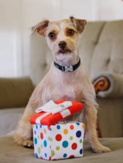 Jouet en peluche pour chien - Party Time - Cadeau 🎁 - Pet PLAY