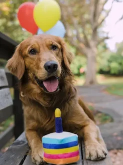 Jouet en peluche pour chien - Party Time - Gâteau d'anniversaire - Pet PLAY