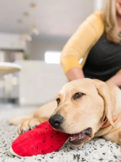 Jouet en peluche pour chien - Pastèque 🍉 - Pet PLAY