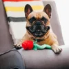 Jouet en peluche pour chien - Puppy Love - Bouquet de fleurs - Pet PLAY