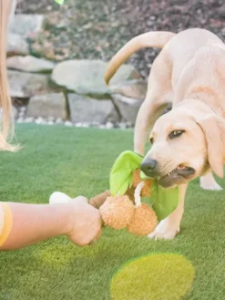 Jouet en peluche pour chien - Tropical Paradise - Palmier - Pet PLAY