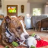 Jouet en peluche pour chien - Willow's Mythical - Gnome - Pet PLAY