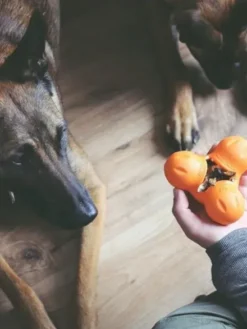 Jouet à garnir pour chien - Tux Zogoflex Orange - Eco-friendly