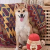 Jouet interactif pour chien - Beurre de cacahuète 🥜 - HugSmart