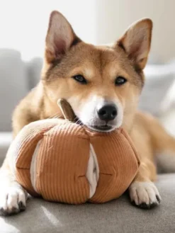 Jouet interactif pour chien - Cinderella Nosework