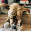Jouet interactif pour chien - Mushroom Nosework