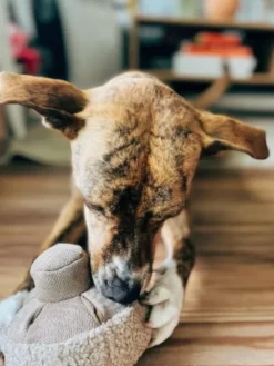 Jouet interactif pour chien - Mushroom Nosework