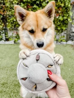 Jouet interactif pour chien - Mushroom Nosework