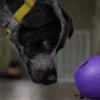 Jouet interactif puzzle pour chien - Rumbl Zogoflex - Violet - Eco-friendly