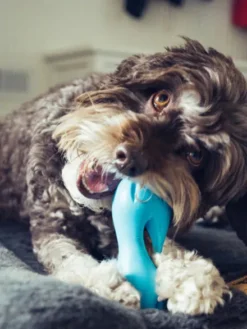 Jouet interactif puzzle pour chien - Qwizl Zogoflex - Bleu - Eco-friendly