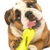 Jouet interactif puzzle pour chien - Qwizl Zogoflex - Vert - Eco-friendly